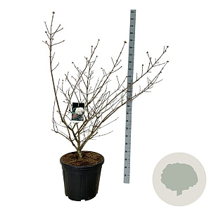 Viburnum carlcephalum 125-150 cm cont. 55L extra