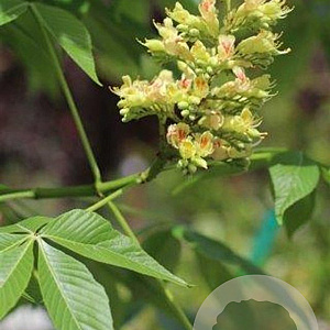 Aesculus arnoldiana 14-16 cm cont. 70L