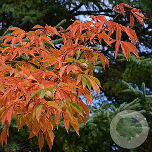 Aesculus 'Autumn Splendor' 14-16 cm 50L