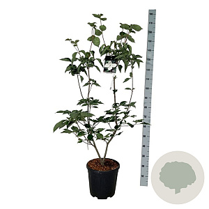 Cornus kousa 'Venus' 125-150 cm 15L