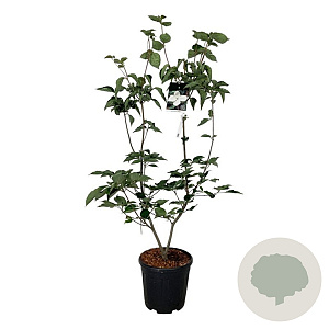 Cornus kousa 'Venus' 125-150 cm 15L