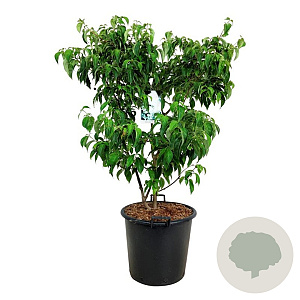 Cornus k. 'China Girl' 100-125 cm cont. 55L extra