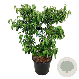 Cornus k. 'China Girl' 100-125 cm cont. 55L extra