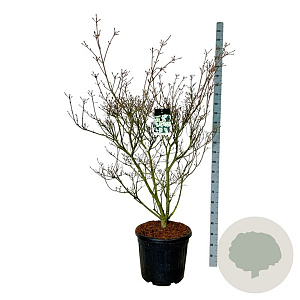 Cornus k. 'China Girl' 125-150 cm cont. 55L extra