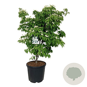 Cornus k. 'China Girl' 125-150 cm cont. 55L extra