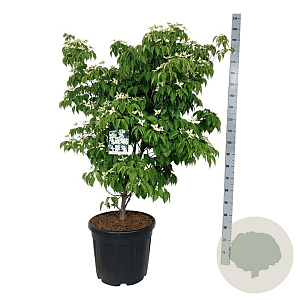 Cornus k. 'China Girl' 125-150 cm cont. 55L extra