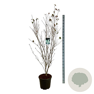 Cornus k. 'China Girl' 150-175 cm 30L extra