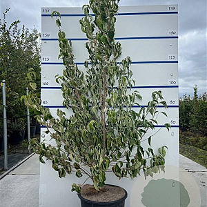Cornus kousa chinensis 175-200 cm 35L