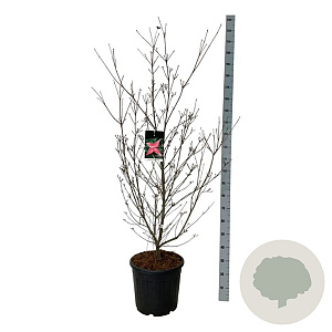 Cornus k. Scarlet Fire 125-150 cm 30L extra