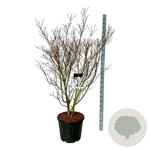 Cornus k. 'Weisse Fontaine' 150-175 cm cont. 55L extra