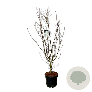 Cornus k. 'Weisse Fontaine' 175-200 cm 30L extra