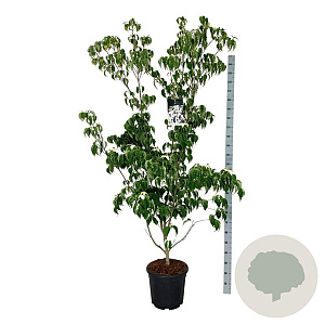 Cornus k. 'Weisse Fontaine' 175-200 cm 30L extra