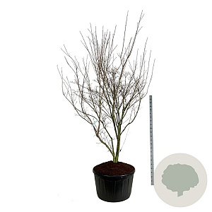 Cornus k. 'Weisse Fontaine' 250-300 cm cont. 285L solitair