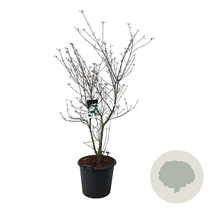 Cornus k. 'Wieting's Select' 150-175 cm cont. 55L extra