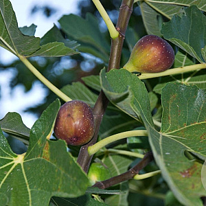 Ficus car. 'Gustissimo Perretta' GM C5