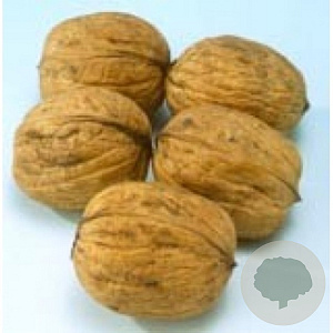 Juglans r. 'Proslavski' 125-150 cm cont. 100L