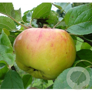 Malus d. 'Jacques Lebel' 14-16 HO draadkluit