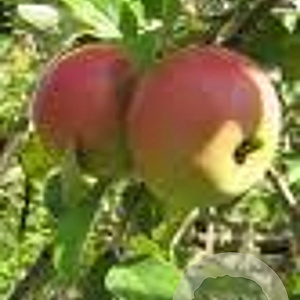 Malus d. 'Laxton's Superb' 6-8 HO wortelgoed