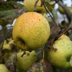 Malus d. 'Present van Engeland' 8-10 HO wortelgoed