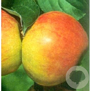 Malus d. 'Roter Gravensteiner' halfstam wortelgoed