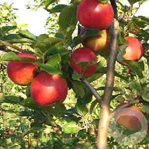Malus d. 'Santana' GM 7,5L struik