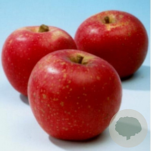 Malus d. 'Sterappel' 6-8 HO container