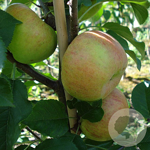 Malus d. 'Topaz' struik wortelgoed