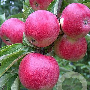 Malus d. 'Tydeman's Early' halfstam wortelgoed