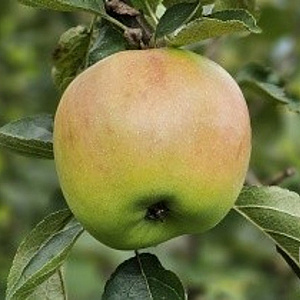 Malus d. 'Zijden Hempje' halfstam wortelgoed