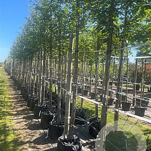 Prunus 'Accolade' 12-14 HO container