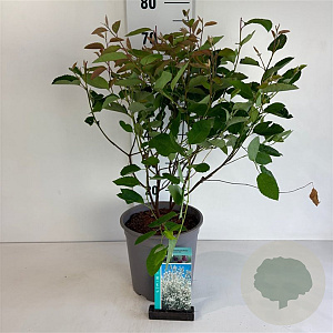 Amelanchier lamarckii 60-80 cm 6,5L
