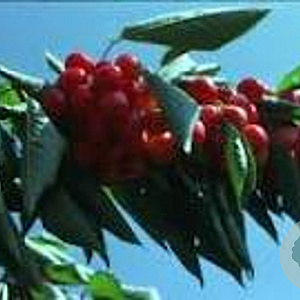 Prunus a. 'Bigarreau Burlat' 6-8 HO wortelgoed