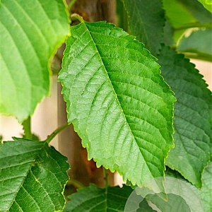 Prunus a. 'Early Rivers' 10-12 HO wortelgoed