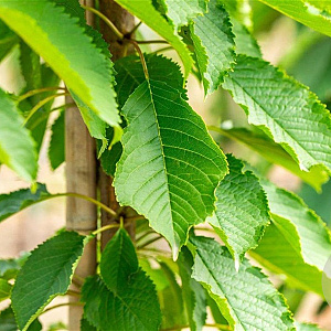 Prunus a. 'Hedelf. Riesenkirsche' 8-10 HA wortelgoed