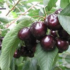 Prunus a. 'Hedelf. Riesenkirsche' 6-8 HO wortelgoed