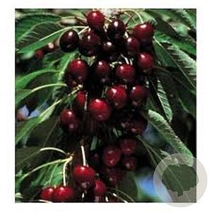 Prunus a. 'Lapins' 6-8 HO wortelgoed