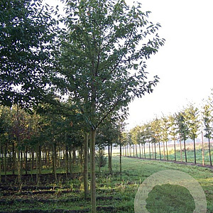 Prunus a. 'Plena' 20-25 HO draadkluit