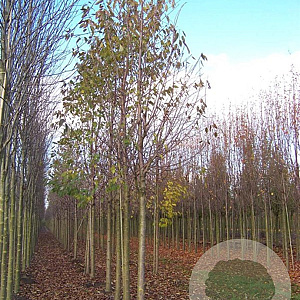 Prunus a. 'Plena' 20-25 HO draadkluit