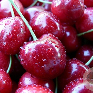 Prunus a. 'Wijnkers' halfstam wortelgoed