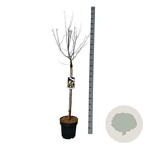 Prunus cer. 'Nigra' 90 cm stam 15L