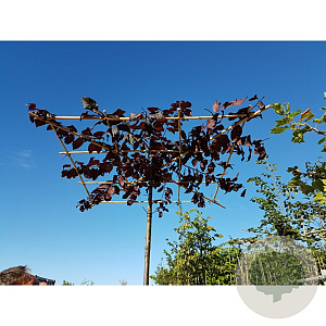 Prunus cer. 'Nigra' 8-10 HO container dakvorm