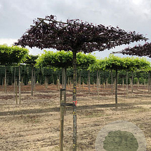 Prunus cer. 'Nigra' 10-12 HO container dakvorm 250 cm stam