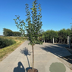 Prunus d. 'Reine Claude Verte' 10-12 HA container
