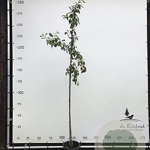 Prunus d. 'Victoria' 6-8 HO container