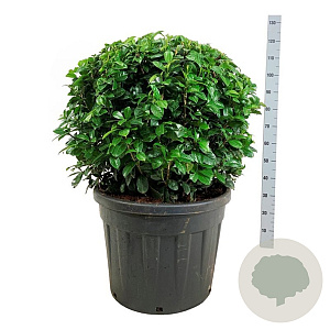 Prunus l. 'Ani' 80-90 cm cont. 90L bol extra