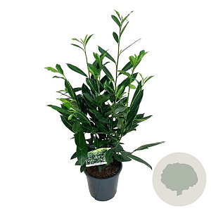 Prunus l. 'Caucasica' 60-80 cm 6L