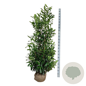Prunus l. 'Caucasica' 150-175 cm met kluit extra