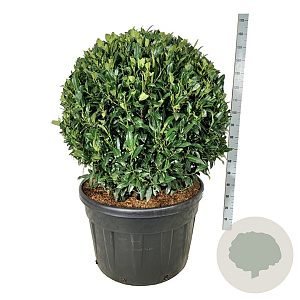 Prunus l. 'Herbergii' 100 cm cont. 230L bol