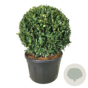 Prunus l. 'Herbergii' 100 cm cont. 230L bol