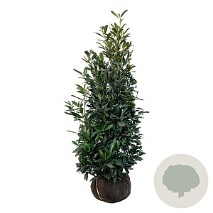 Prunus l. 'Herbergii' 150-175 cm met kluit extra